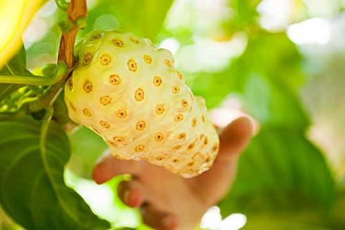 banner-thumbnail-HAWAIIAN NONI